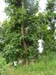 The project leader of Techiman - <br> Mr. Oseo Wusu beside a teak tree, comparing sizes