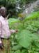 The project leader of Techiman - <br> Mr. Oseo Wusu beside a teak plant